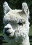 Helois